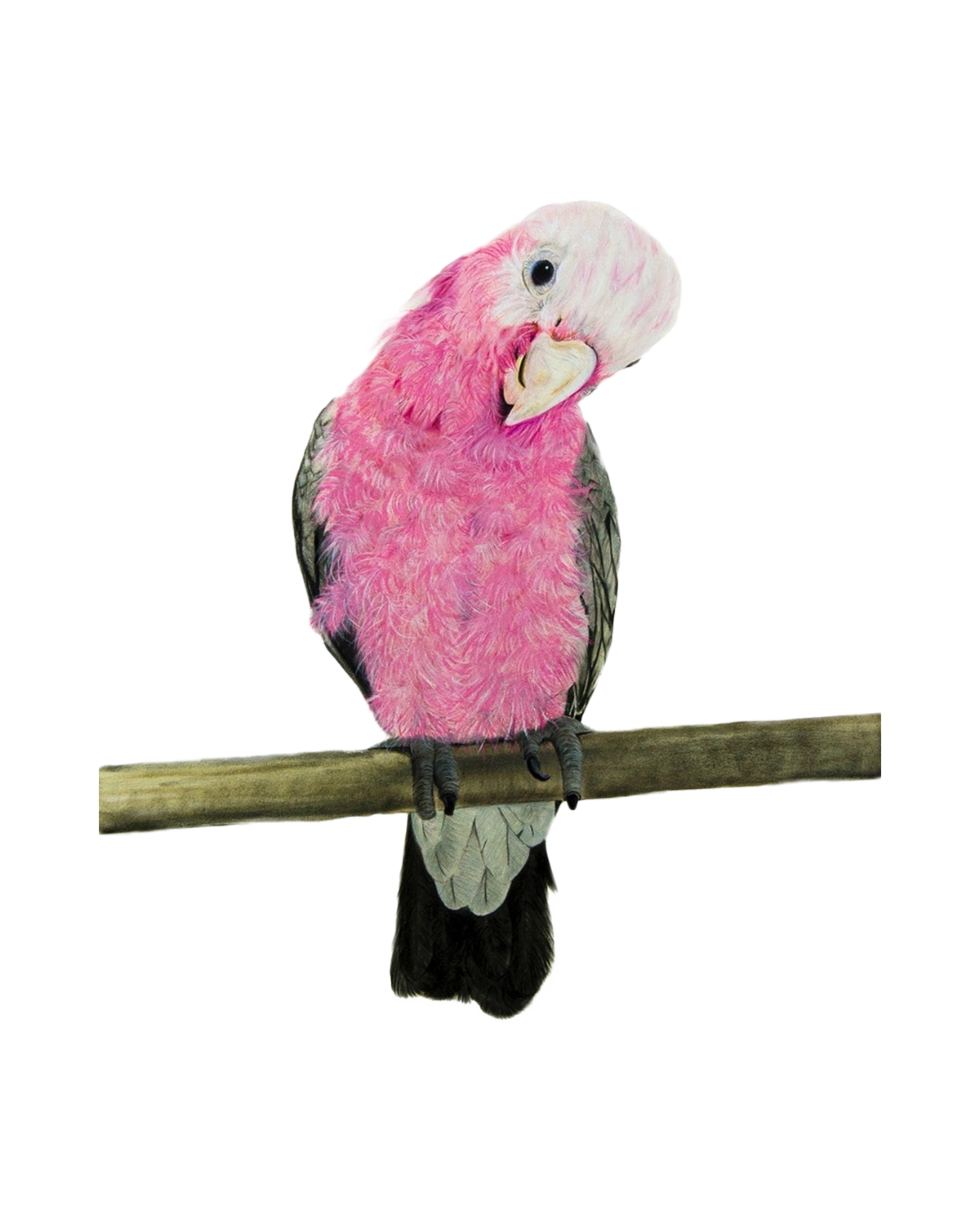 Galah
